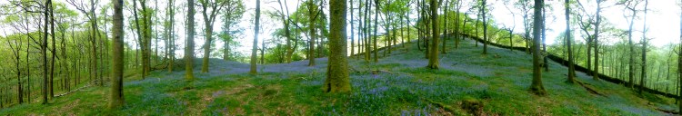 White Moss in Bluebell Season