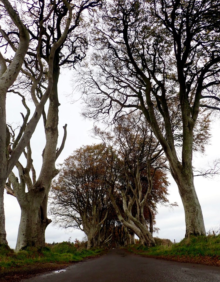 Dark Hedges